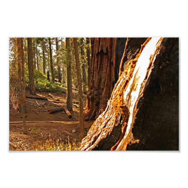 Sequoia nationalpark fototryck (Framsidan)