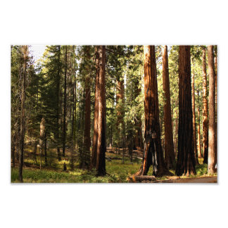 Sequoia nationalpark fototryck