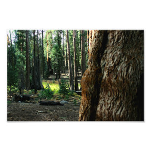 Sequoia nationalpark fototryck
