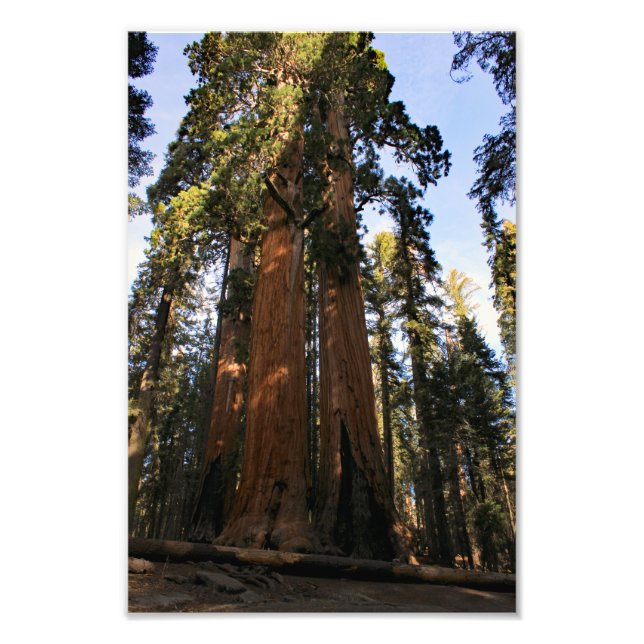 Sequoia nationalpark fototryck (Framsidan)