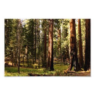 Sequoia nationalpark fototryck