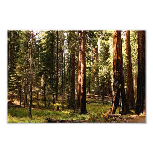 Sequoia nationalpark fototryck (Framsidan)