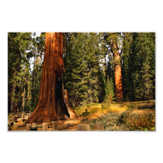 Sequoia nationalpark fototryck