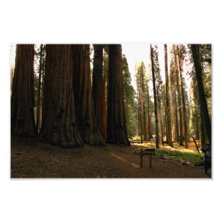 Sequoia nationalpark fototryck