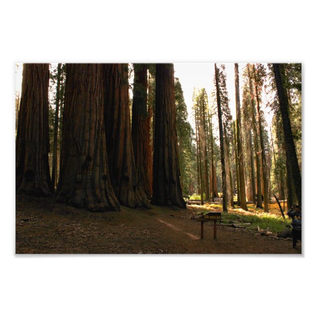 Sequoia nationalpark fototryck (Framsidan)