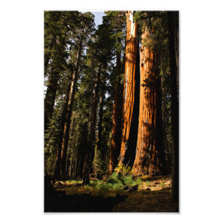 Sequoia nationalpark fototryck