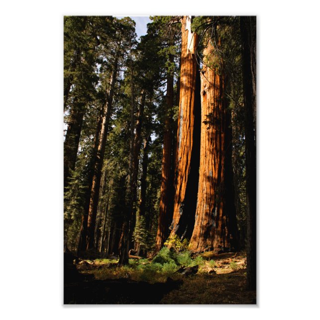 Sequoia nationalpark fototryck (Framsidan)
