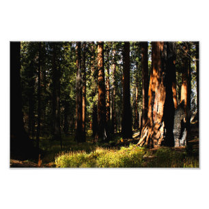 Sequoia nationalpark fototryck