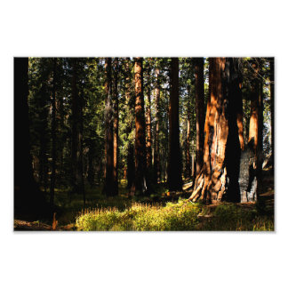 Sequoia nationalpark fototryck