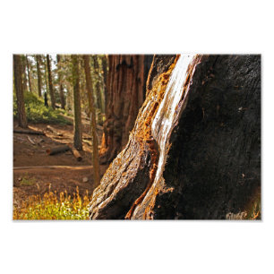 Sequoia nationalpark fototryck