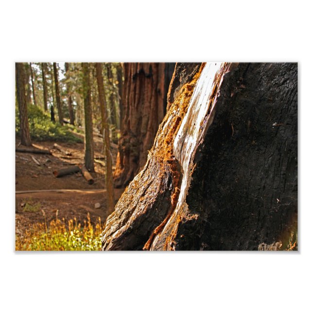 Sequoia nationalpark fototryck (Framsidan)