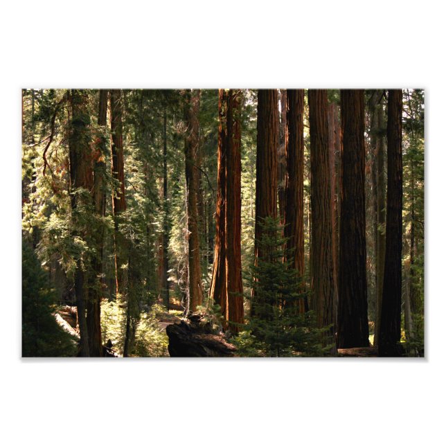 Sequoia nationalpark fototryck (Framsidan)