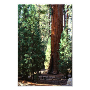 Sequoia nationalpark fototryck