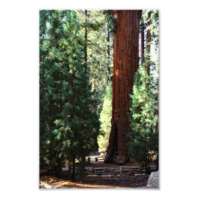 Sequoia nationalpark fototryck (Framsidan)