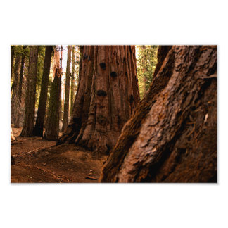 Sequoia nationalpark fototryck