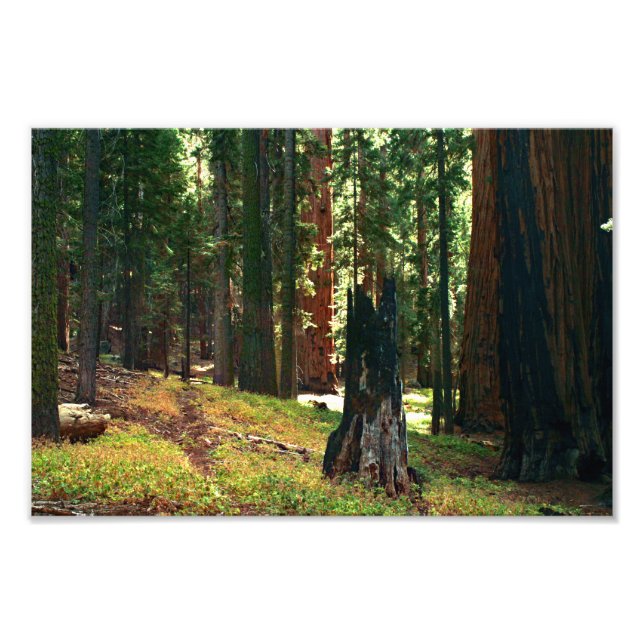 Sequoia nationalpark fototryck (Framsidan)