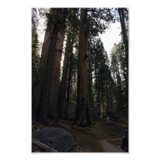 Sequoia nationalpark fototryck