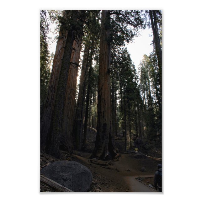 Sequoia nationalpark fototryck (Framsidan)
