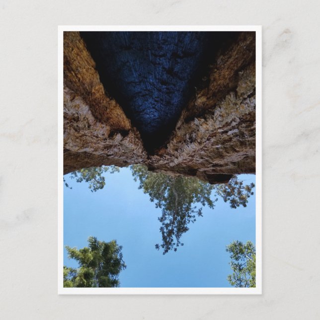 Sequoia nationalpark: Hund dagar Vykort (Framsida)