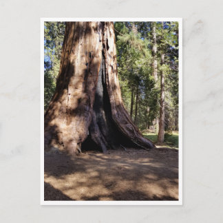 Sequoia nationalpark: Hund Days Vykort