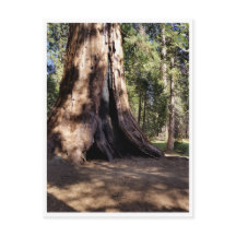 Sequoia nationalpark: Hund Days
