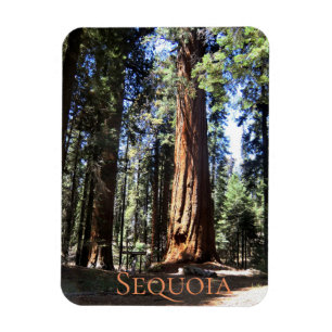 Sequoia nationalpark magnet