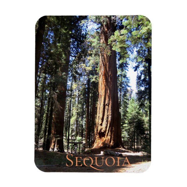 Sequoia nationalpark magnet (Vertikal)