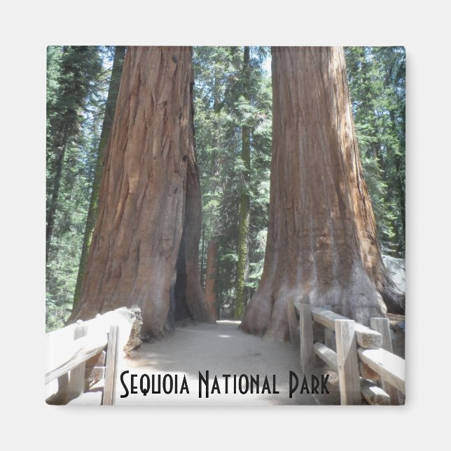 Sequoia nationalpark magnet (Framsidan)