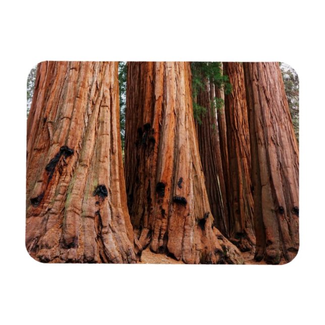 Sequoia nationalpark magnet (Horisontell)
