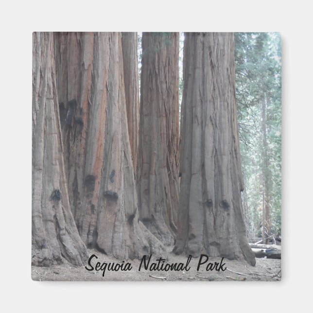 Sequoia nationalpark magnet (Framsidan)