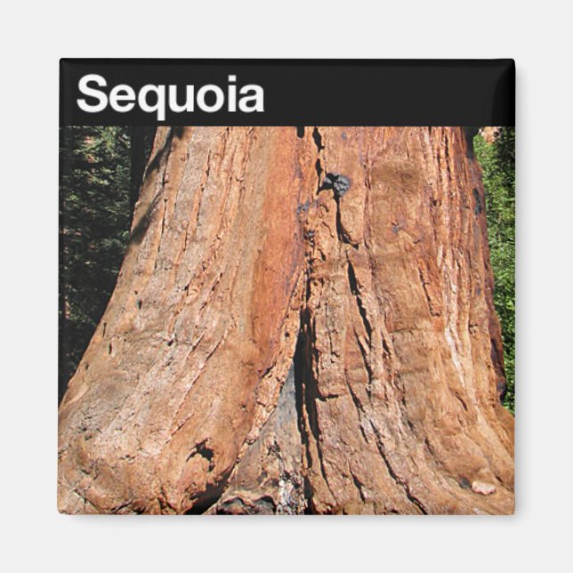 Sequoia nationalpark magnet (Framsidan)