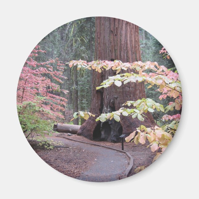 Sequoia nationalpark magnet (Framsidan)