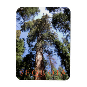 Sequoia nationalpark magnet