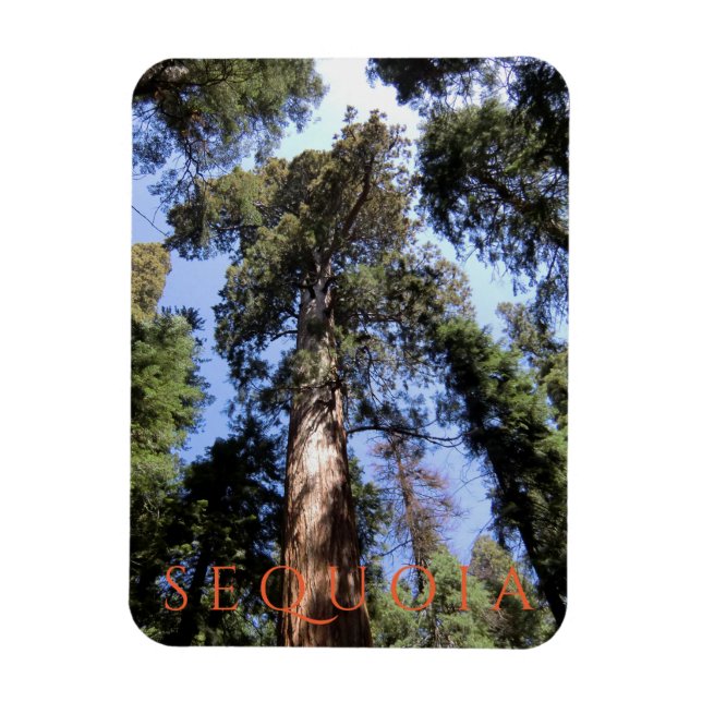 Sequoia nationalpark magnet (Vertikal)