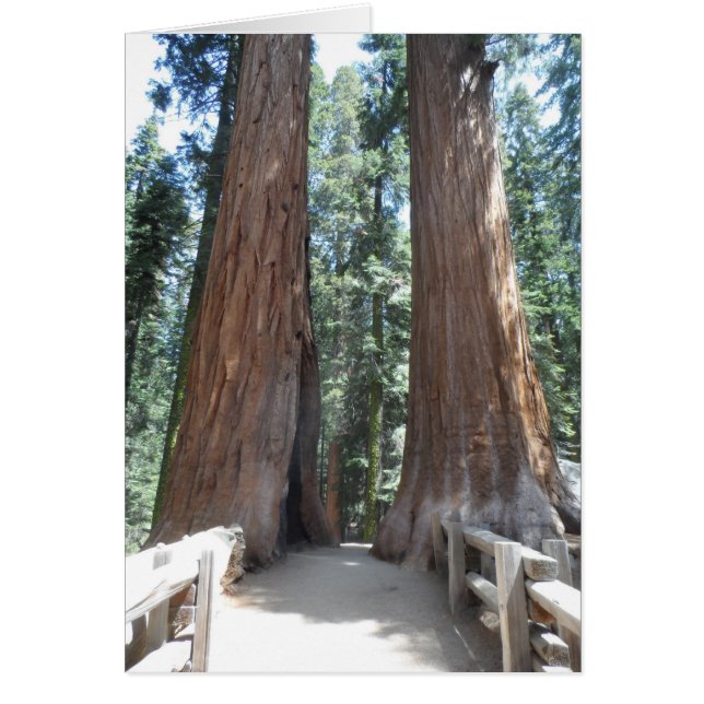 Sequoia nationalpark OBS kort (Framsidan)