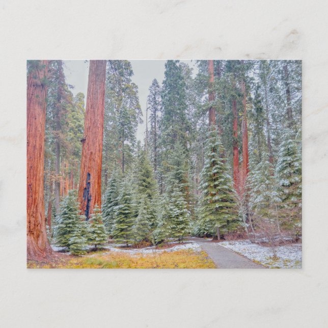 Sequoia nationalpark om vintern vykort (Framsida)