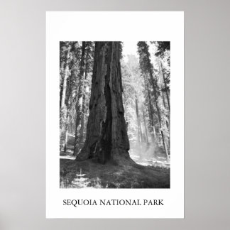Sequoia nationalpark poster