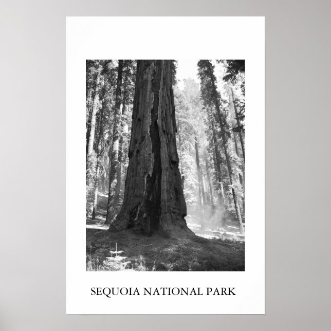 Sequoia nationalpark poster (Framsidan)