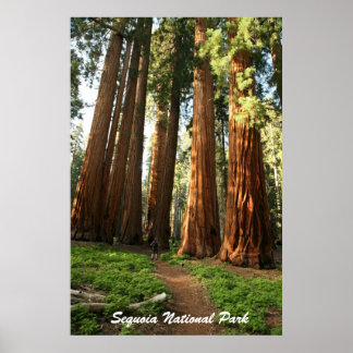 Sequoia nationalpark poster