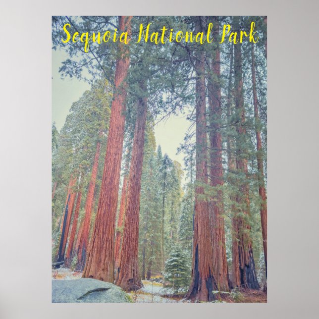 Sequoia nationalpark poster (Framsidan)