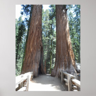 Sequoia nationalpark poster
