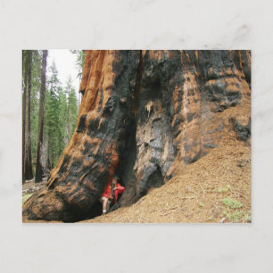 Sequoia nationalpark vykort
