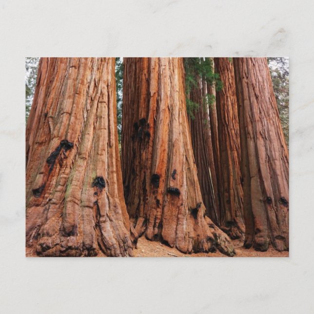 Sequoia nationalpark vykort (Framsida)