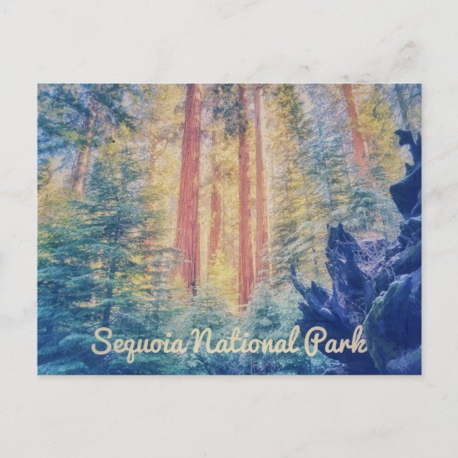 Sequoia nationalpark vykort (Framsida)