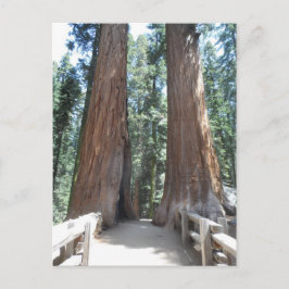 Sequoia nationalpark vykort