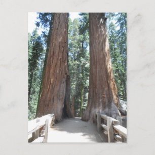 Sequoia nationalpark vykort