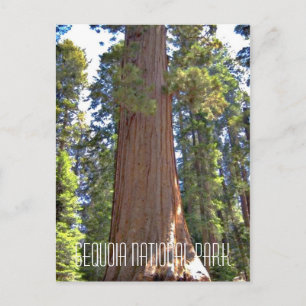 Sequoia nationalpark vykort