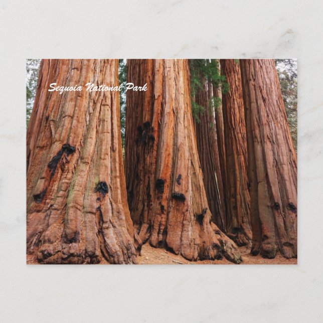 Sequoia nationalpark vykort (Framsida)