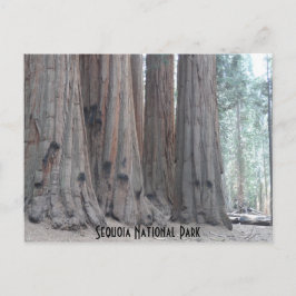 Sequoia nationalpark vykort