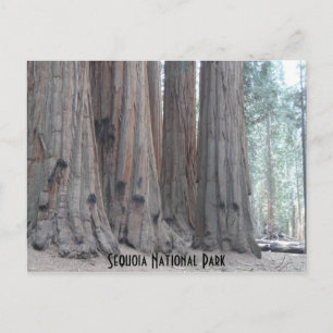 Sequoia nationalpark vykort
